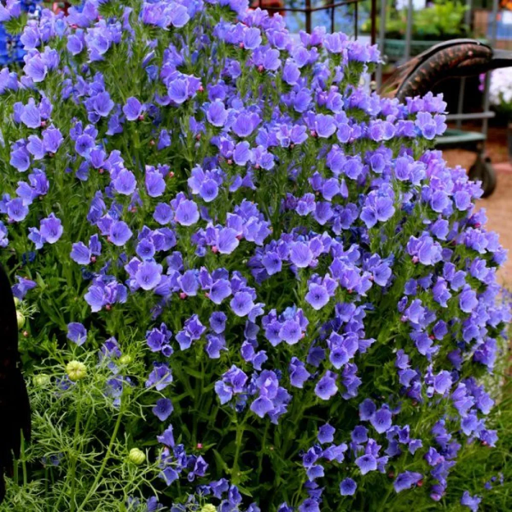Neidonkieli Echium plantagineum, sininen