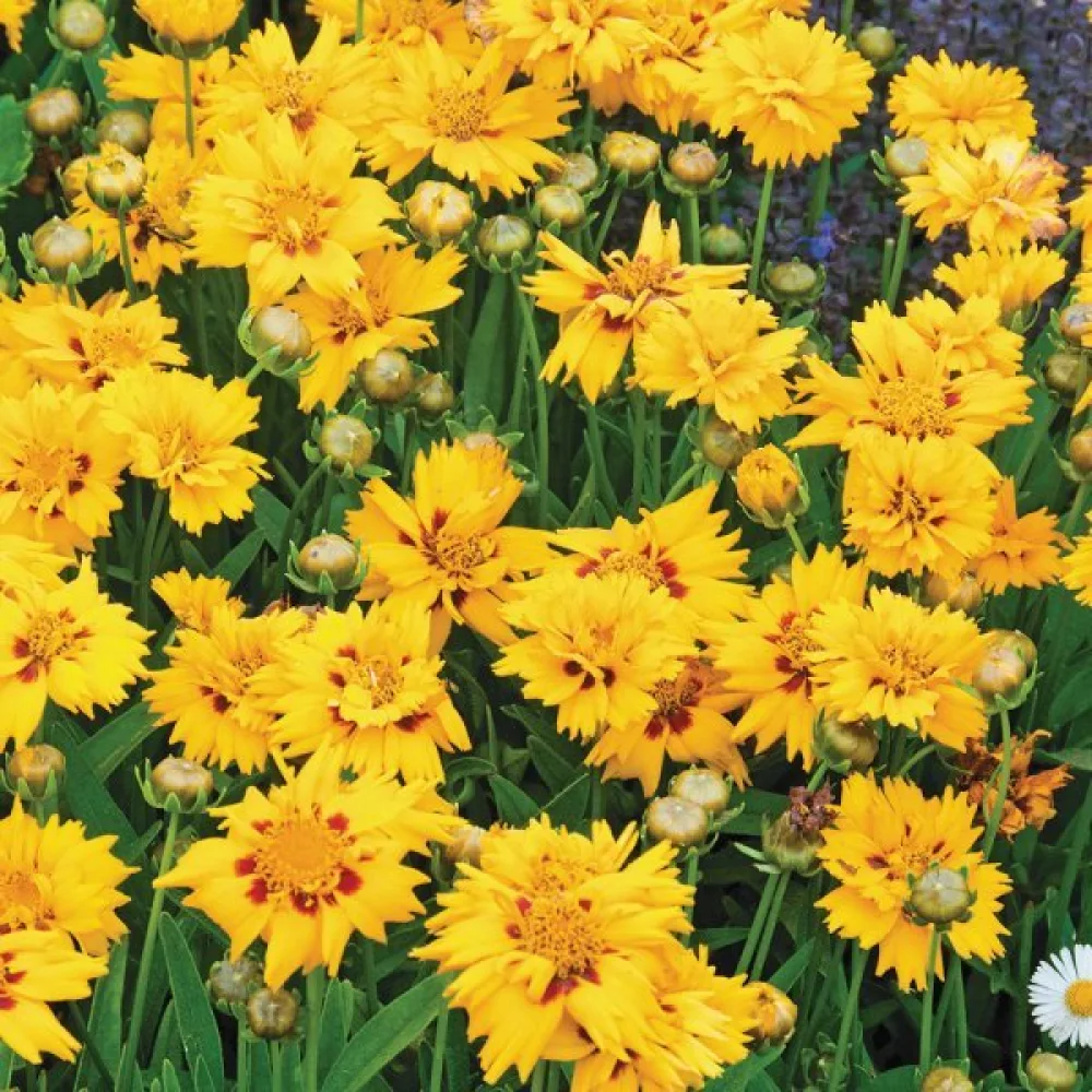 Kaunosilmä 'Golden Crown'