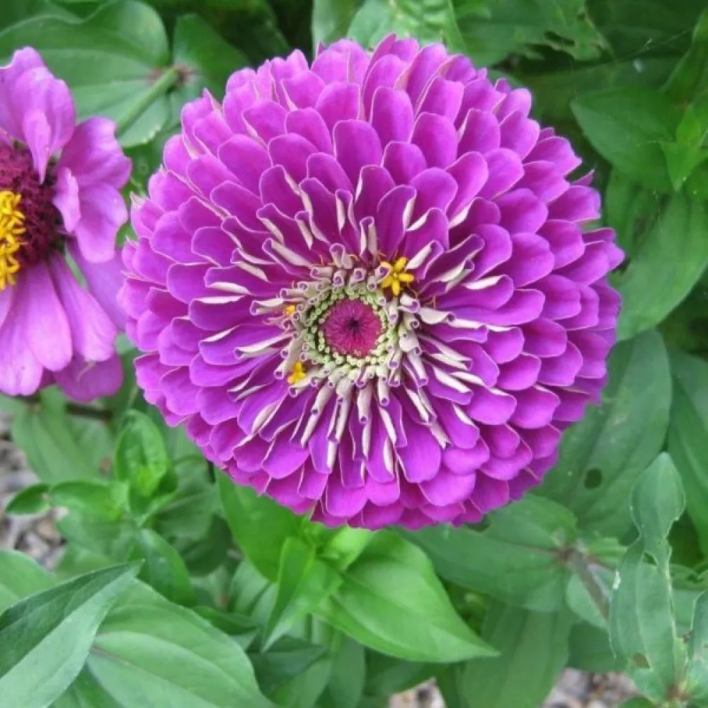 Tsinnia 'Super Yoga Purple'