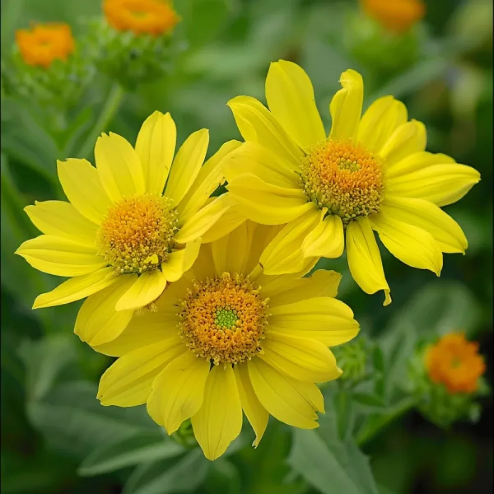Papiljottikukka 'Aurea Pura', keltainen