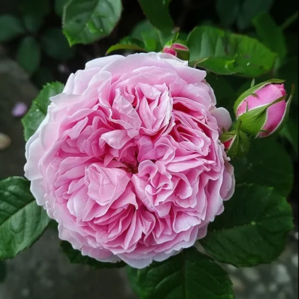 Ruusu 'Hidden Grace' – paljasjuurinen