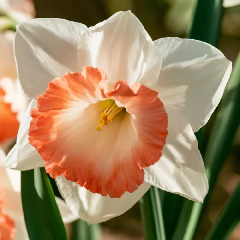 Narsissi 'Pink Charm'