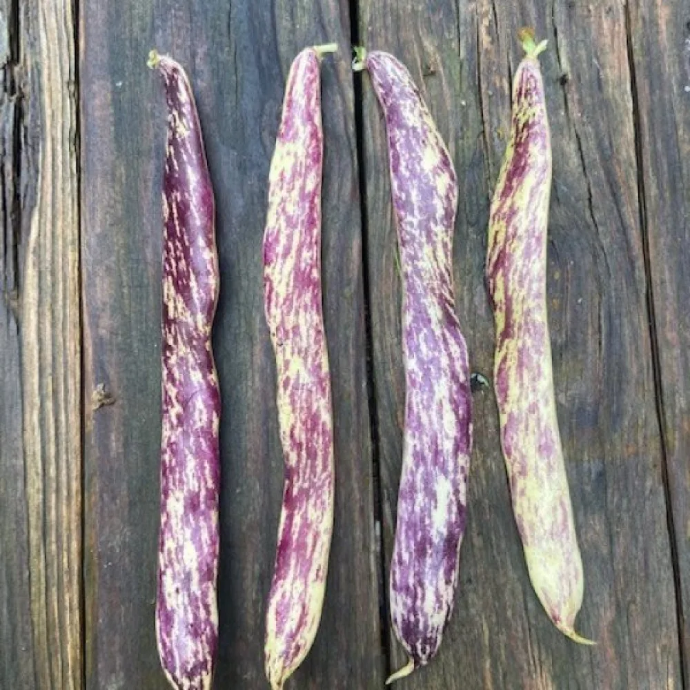 Tarhapapu 'Merveille de Piemonte'