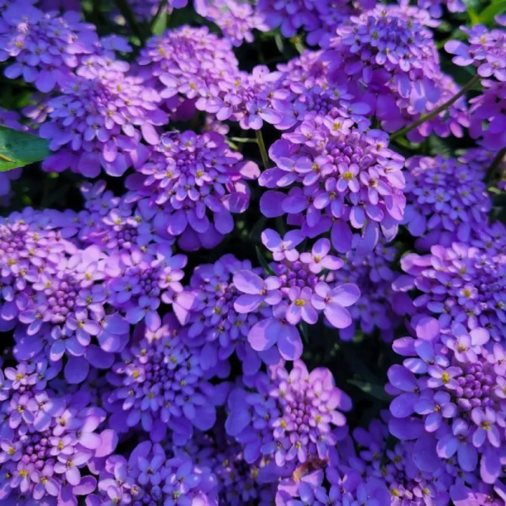 Sarjaiberis 'Cardinal' – violetti