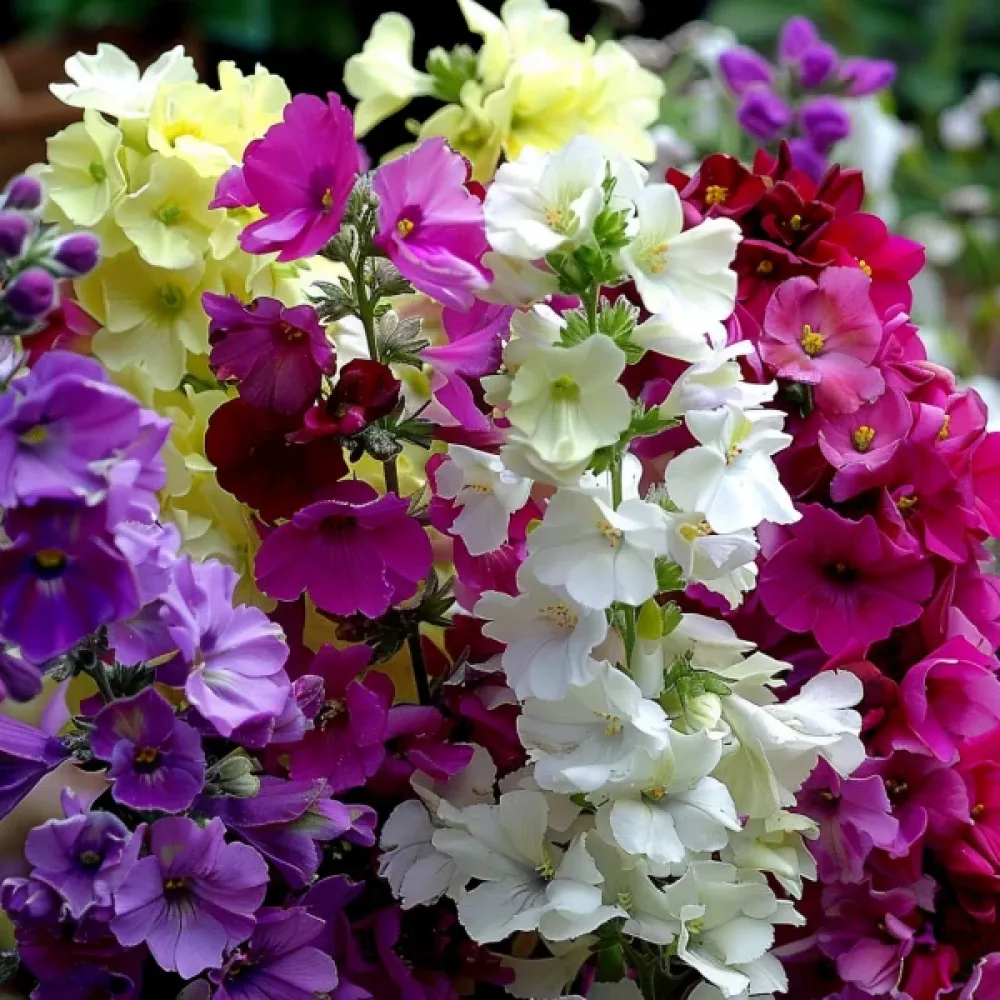 Kesäleukoija 'Beauty of Nice', sekoitus
