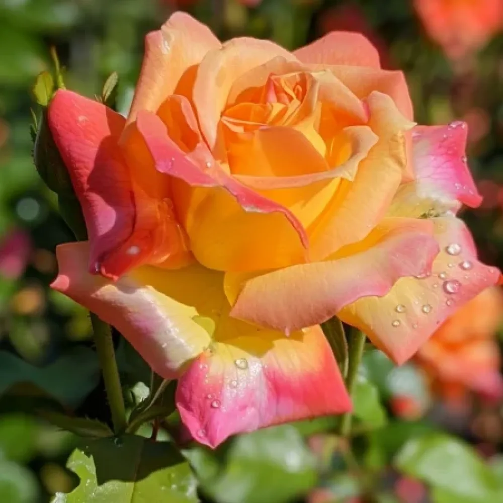 Ruusu 'Emerald Thrive' – paljasjuurinen