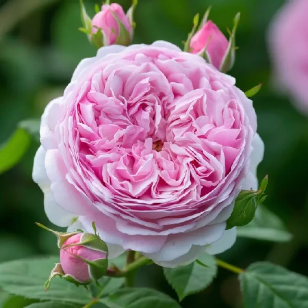 Ruusu 'Royal Essence'