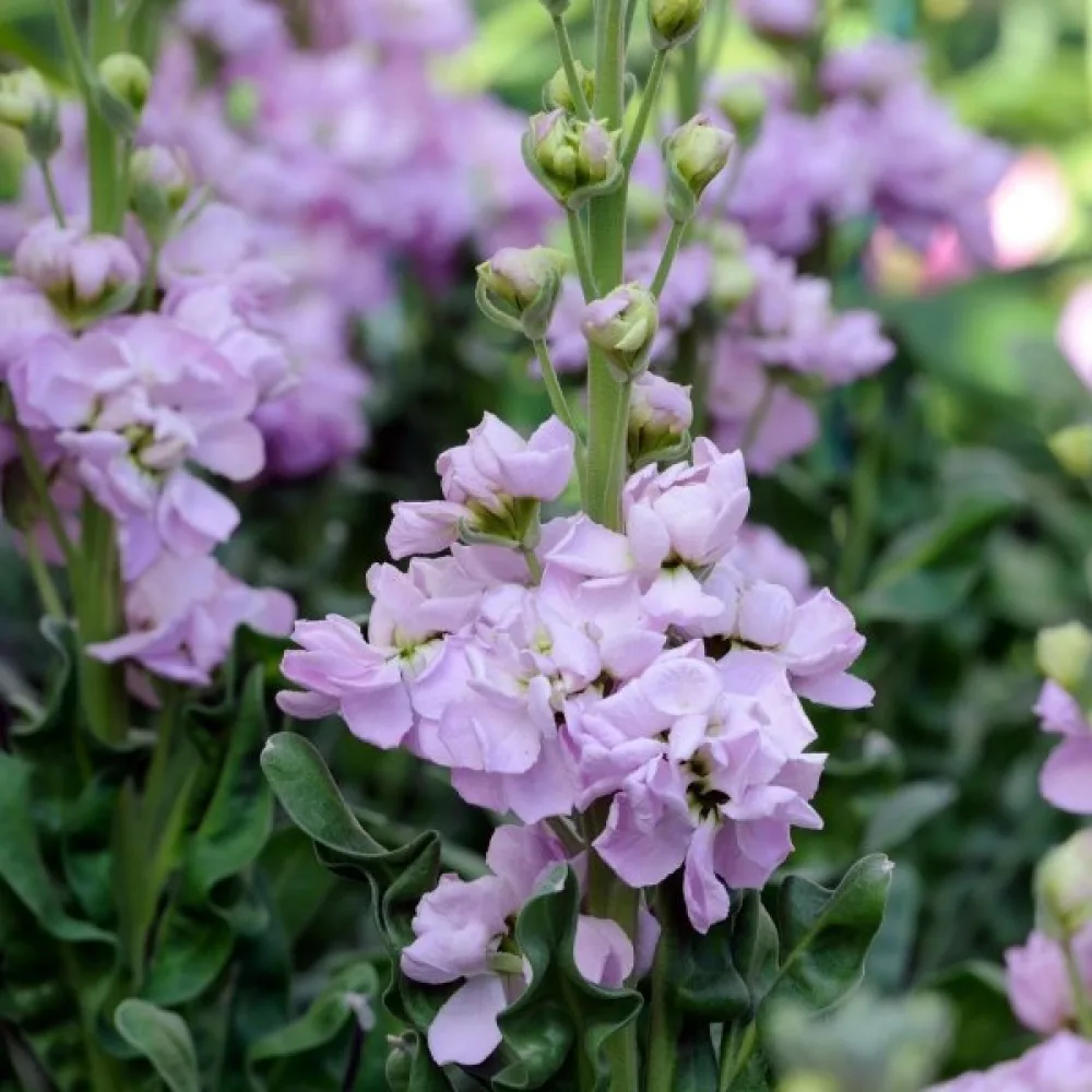 Kesäleukoija Matthiola incana, violetti