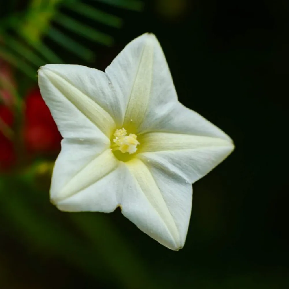 Sypressiköynnös Ipomoea pennata – valkoinen