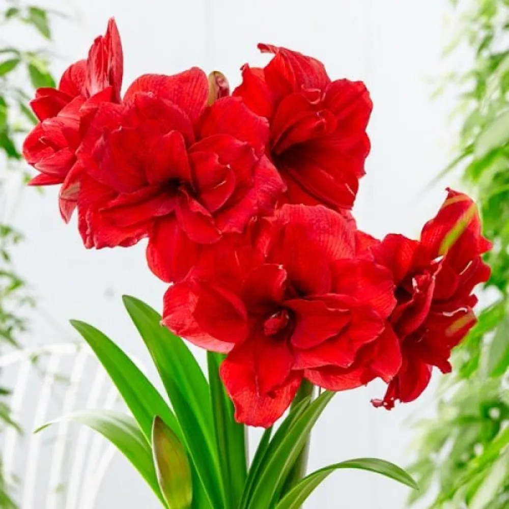 Ritarinkukka 'Amarantia'