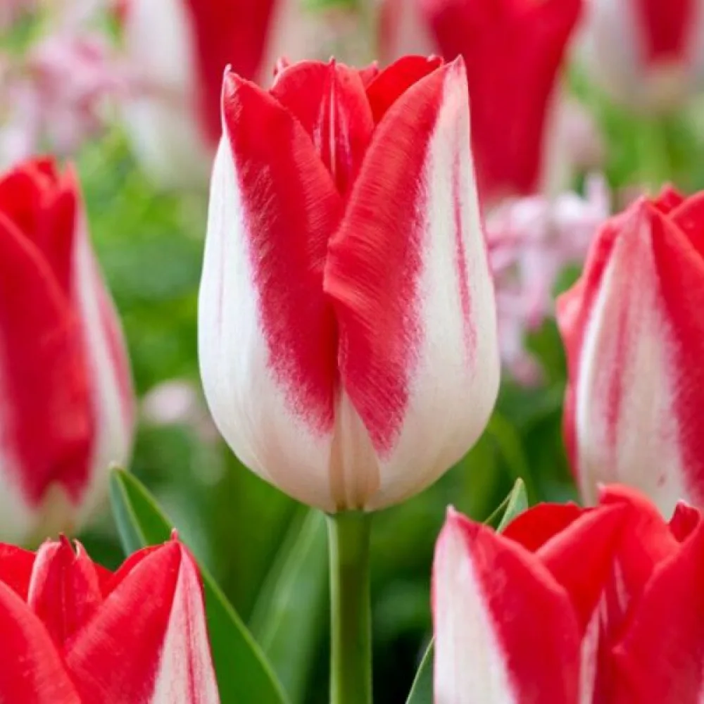 Tulppaani 'Kissable'