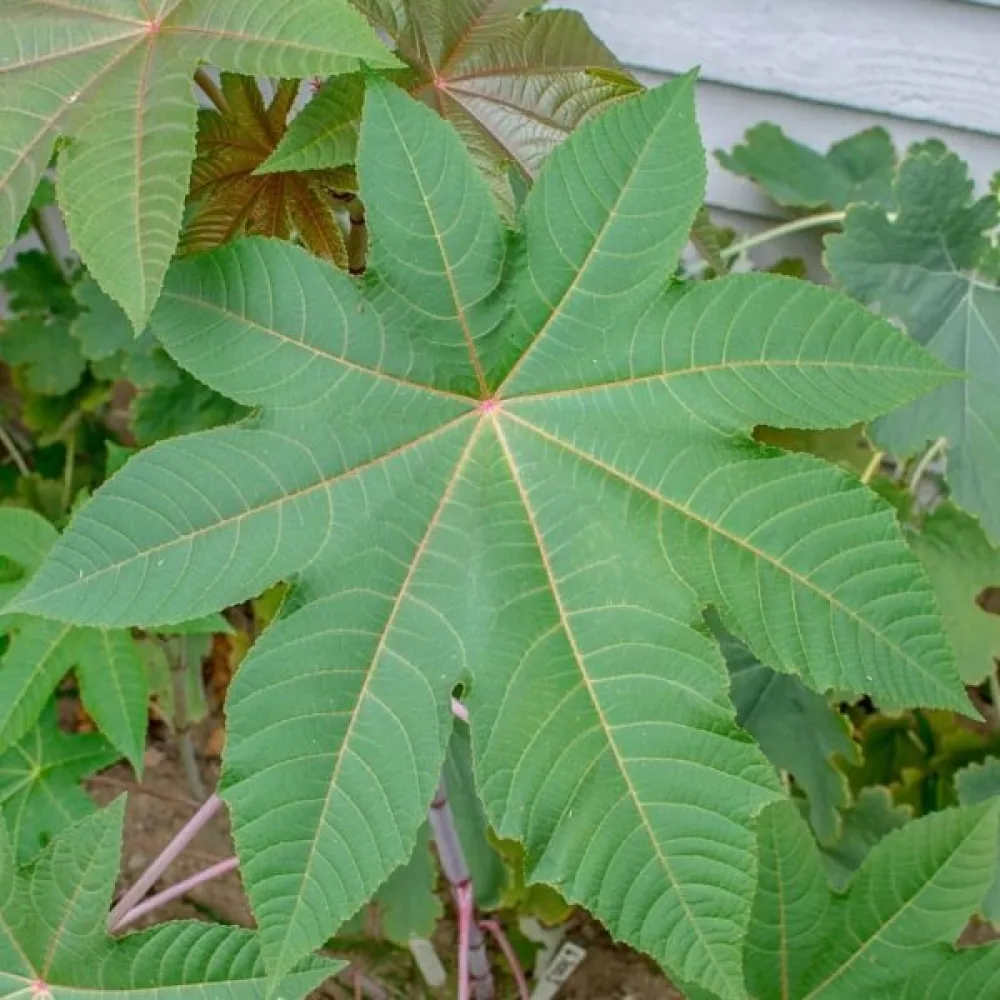 Risiini 'Zanzibariensis'