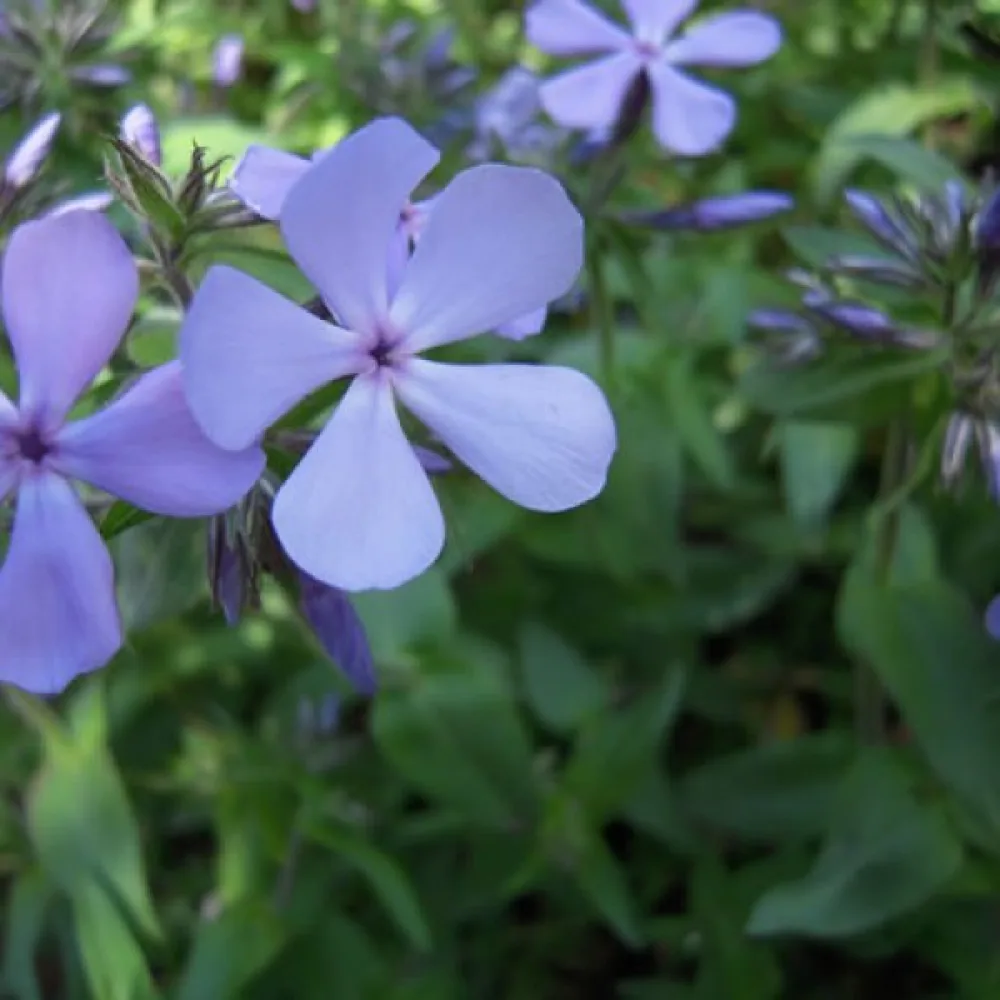 Kesäleimu 'Beauty Blue'