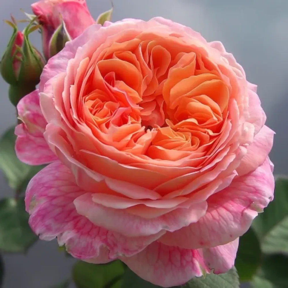 Ruusu 'Pearl Rose'