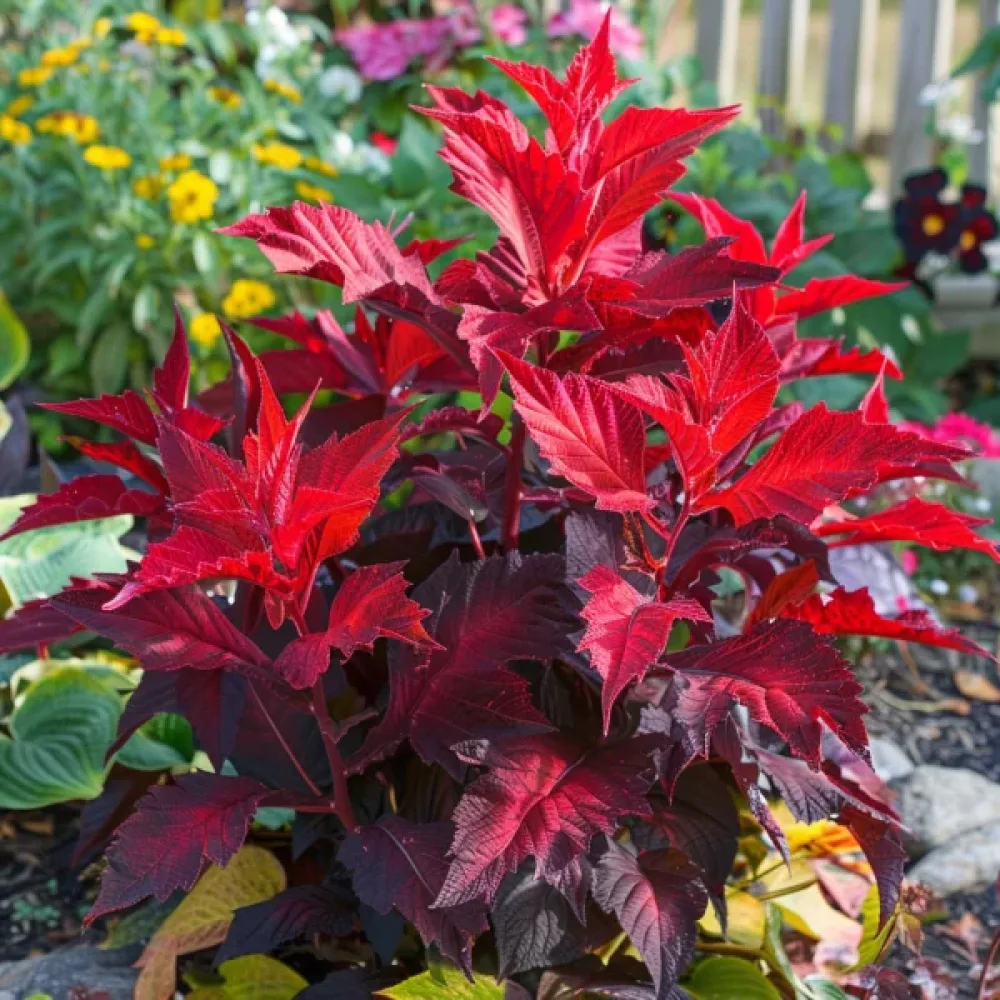 Amarantti 'Molten Fire'