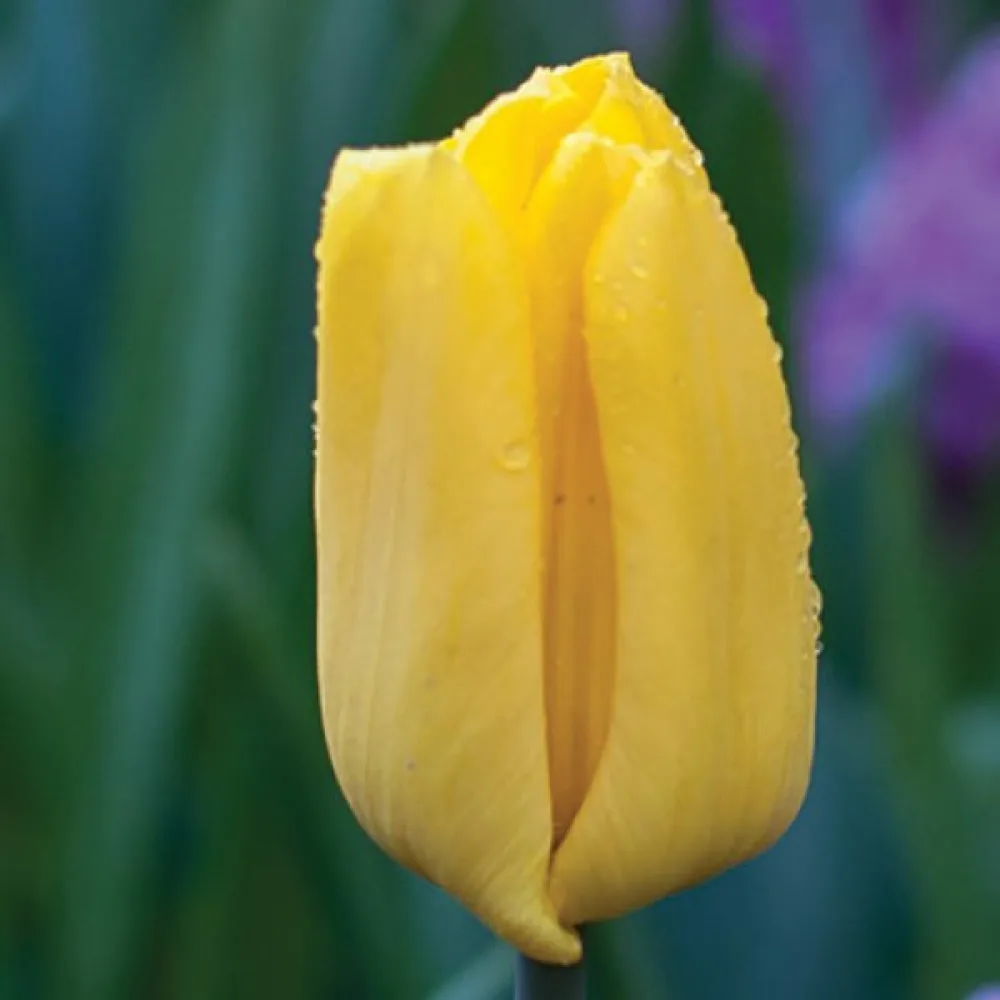 Tulppaani 'Strong Gold'