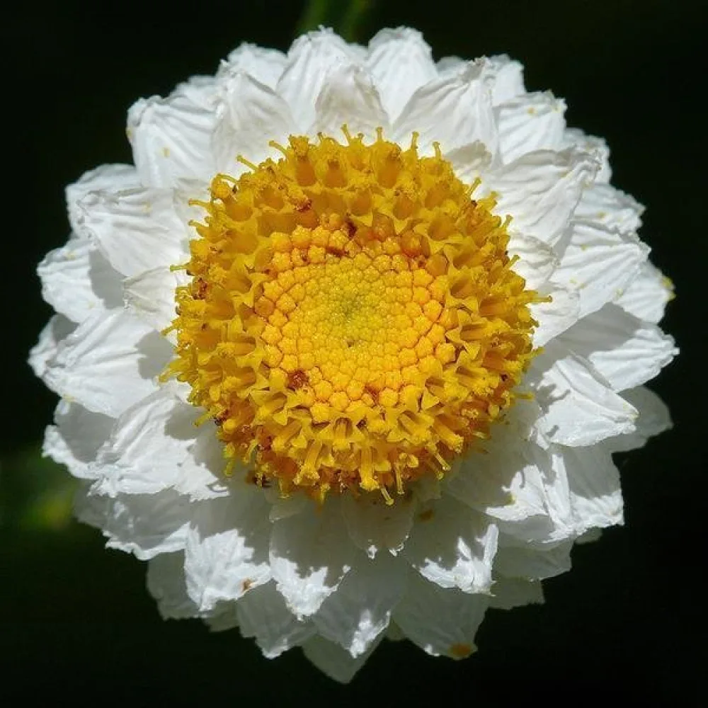Ammobium, isokukkainen, valkoinen
