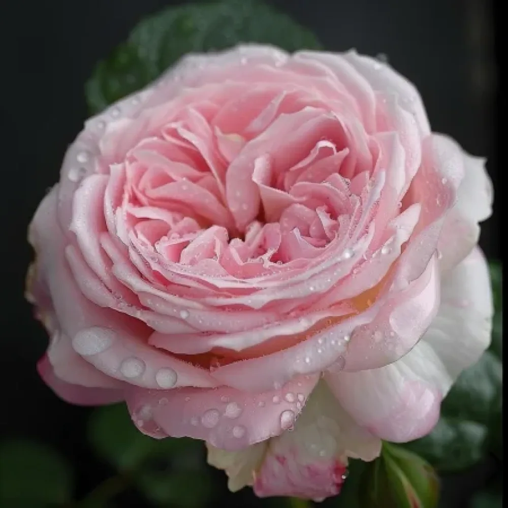 Ruusu 'Lightflora' – paljasjuurinen