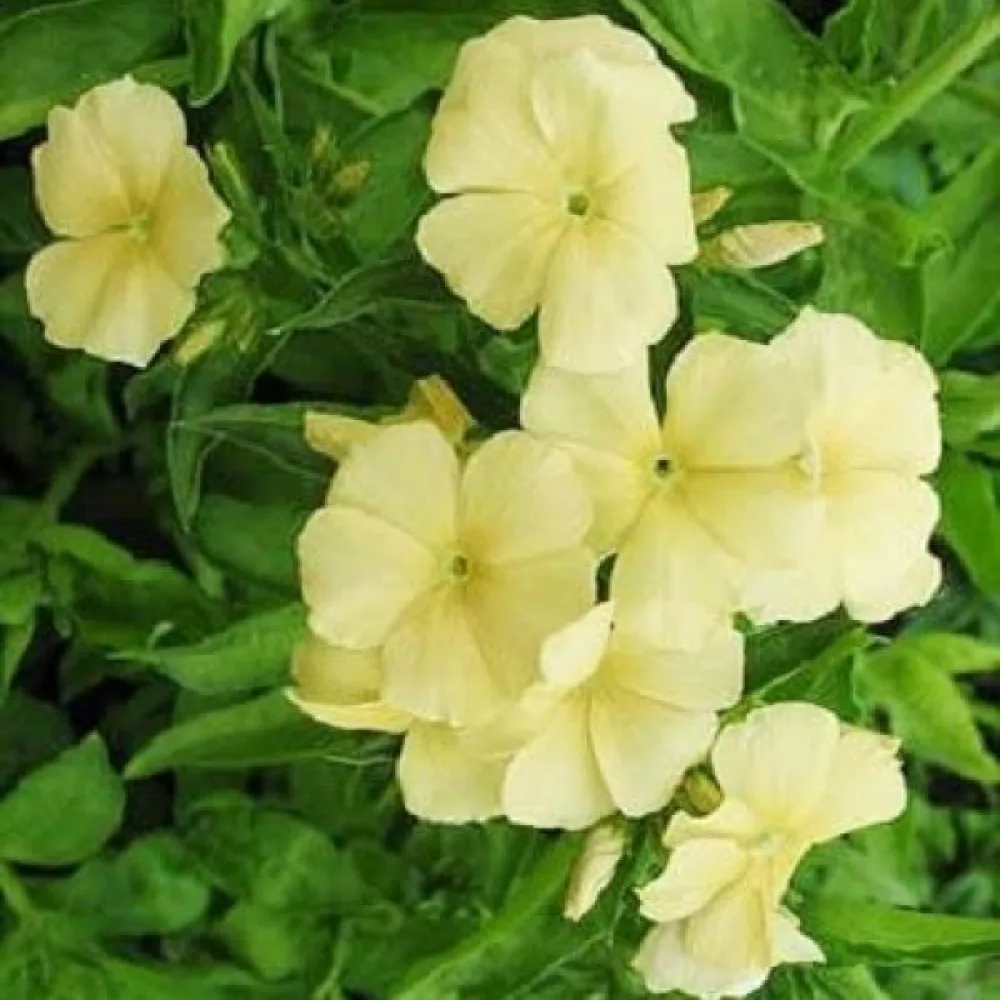 Kesäleimu 'Beauty Yellow'