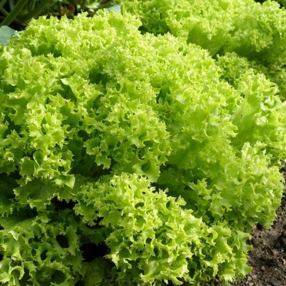 Salaatti 'Lollo Bionda'
