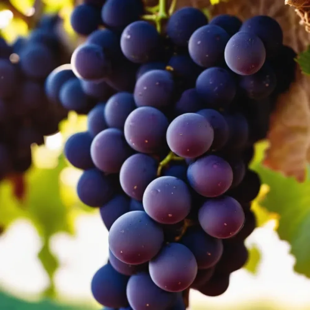 Viiniköynnös 'Pinot Noir' – punainen viinirypäle, aikainen