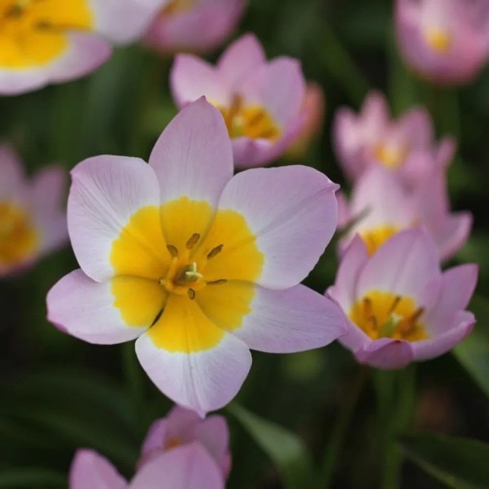 Tulppaani 'Bakeri lilac wonder'