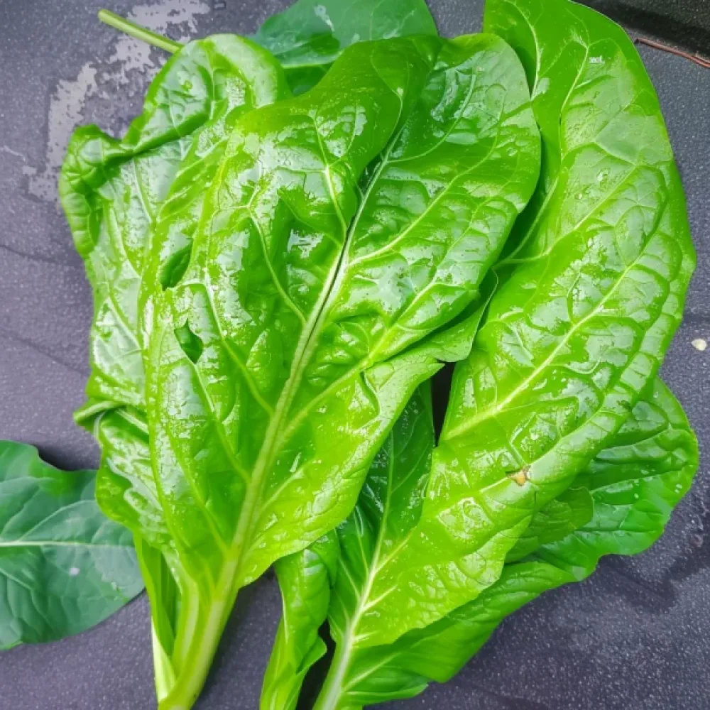 Sikuri 'Spadona' versoiksi