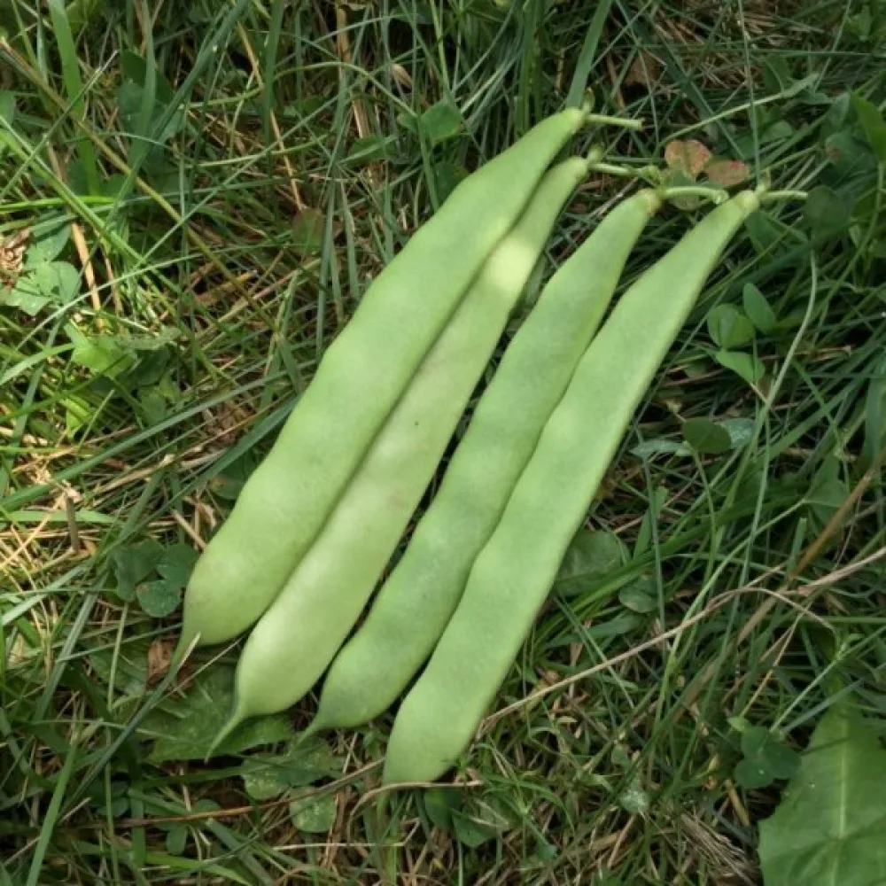 Tarhapapu 'Roma II'