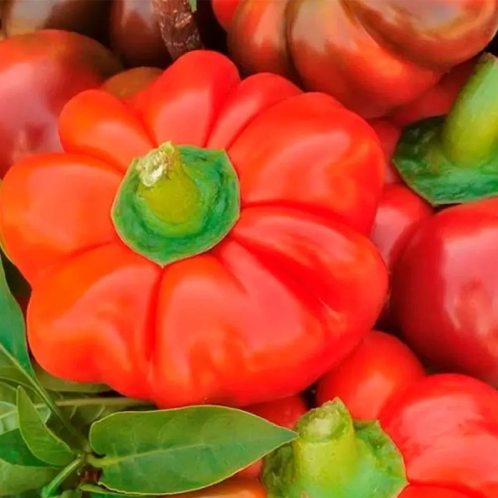 Tomaattipaprika 'Oleńka'