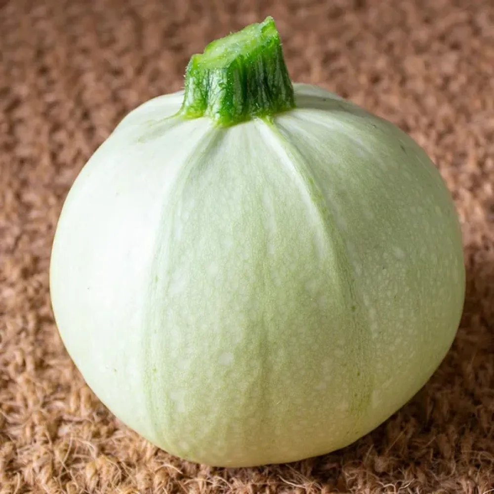 Minikurpitsa 'Ball White'