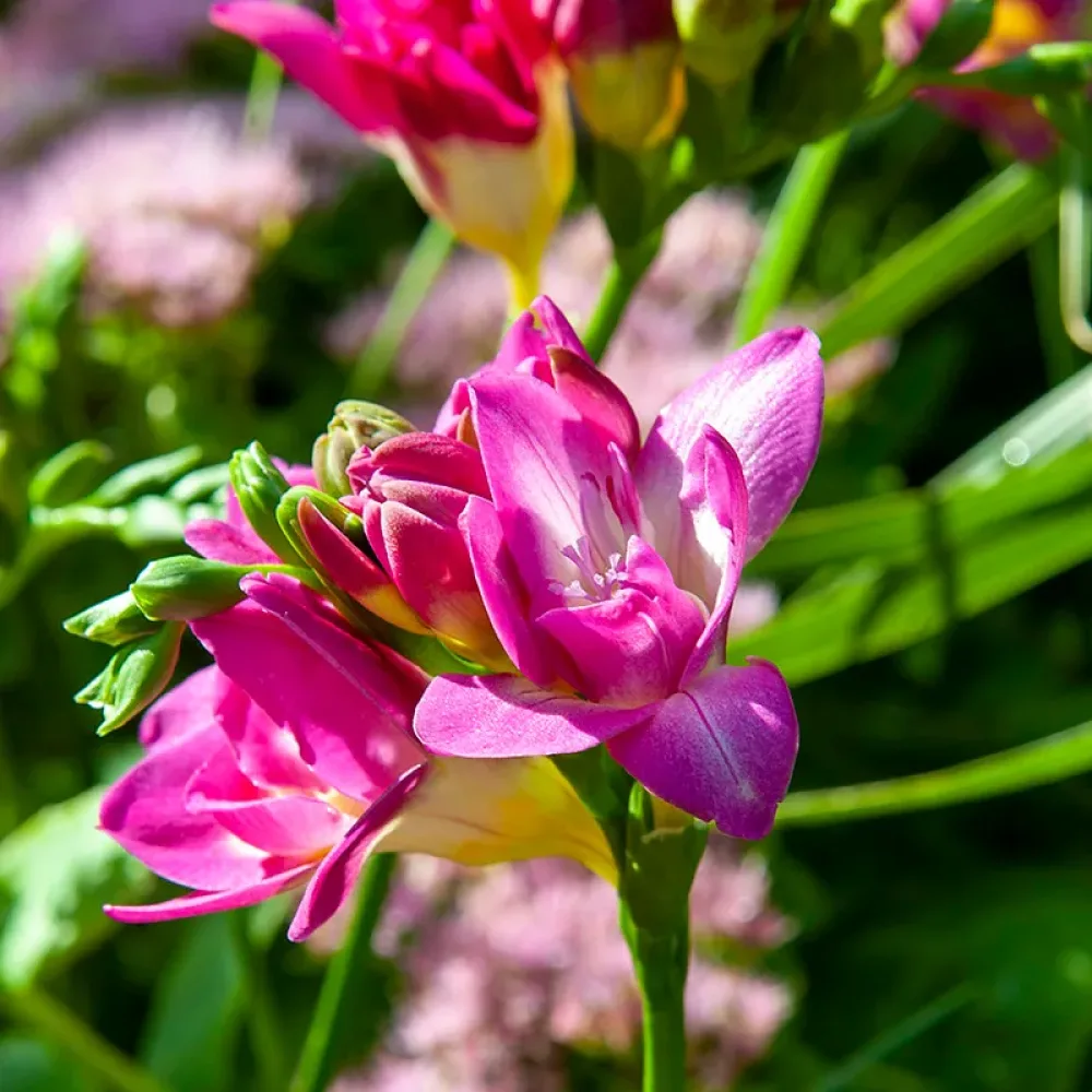 Freesia 'Double Pink'