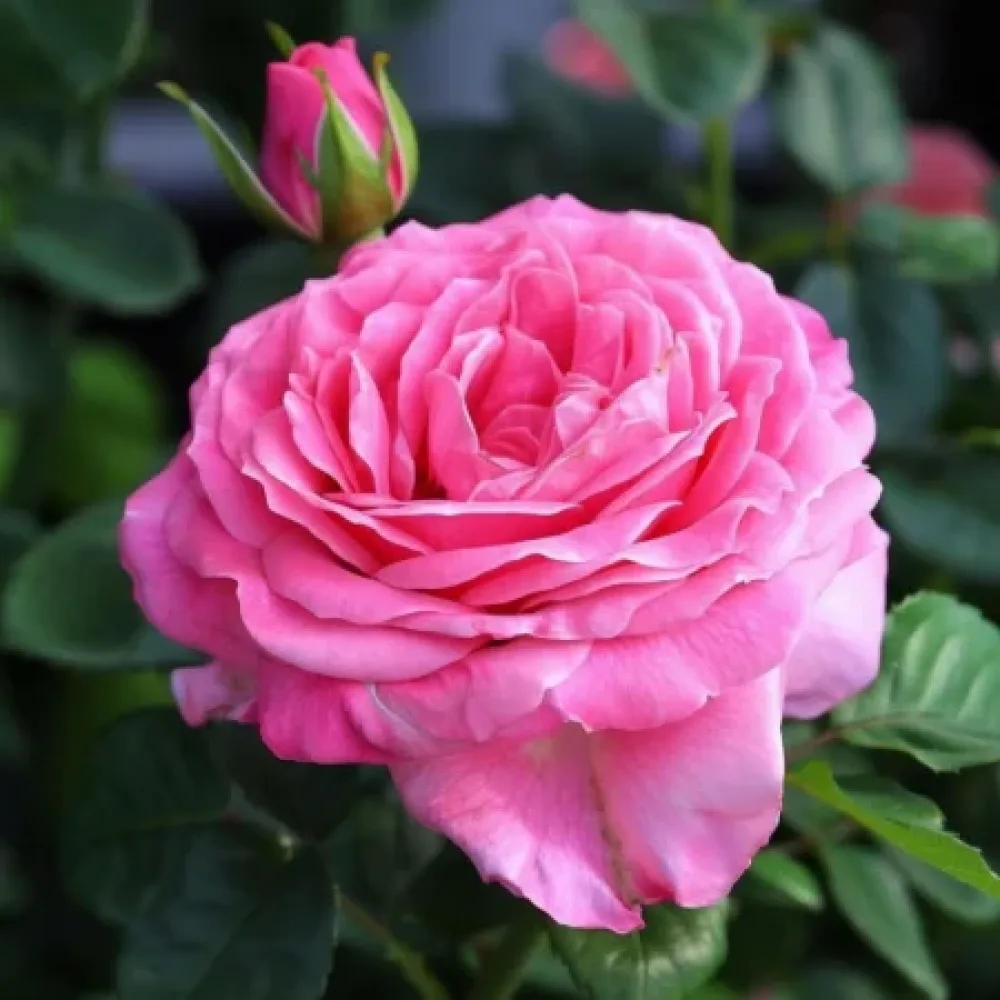 Ruusu 'Lumina' – paljasjuurinen