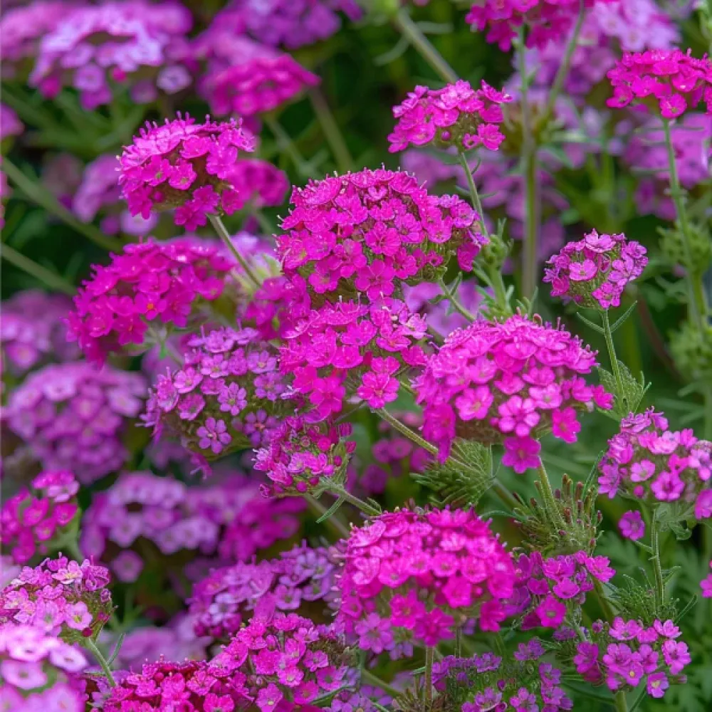 Siankärsämö 'Cerise Queen'
