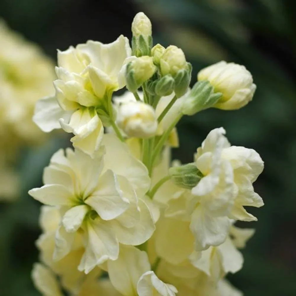 Kesäleukoija Matthiola incana, keltainen