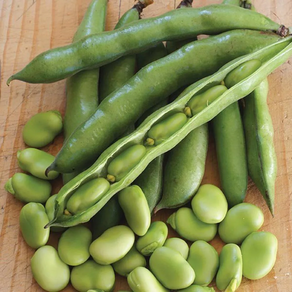 Härkäpapu 'Superaguadulce'