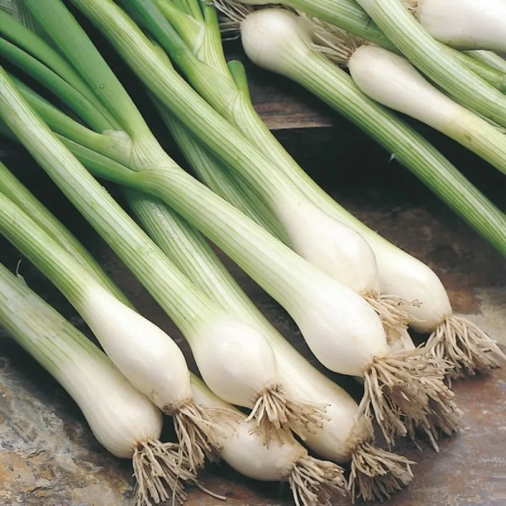 Kevätsipuli 'Kyoto Market'