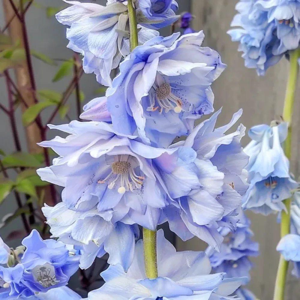 Kesäkukonkannus 'Blue Bell' – sininen