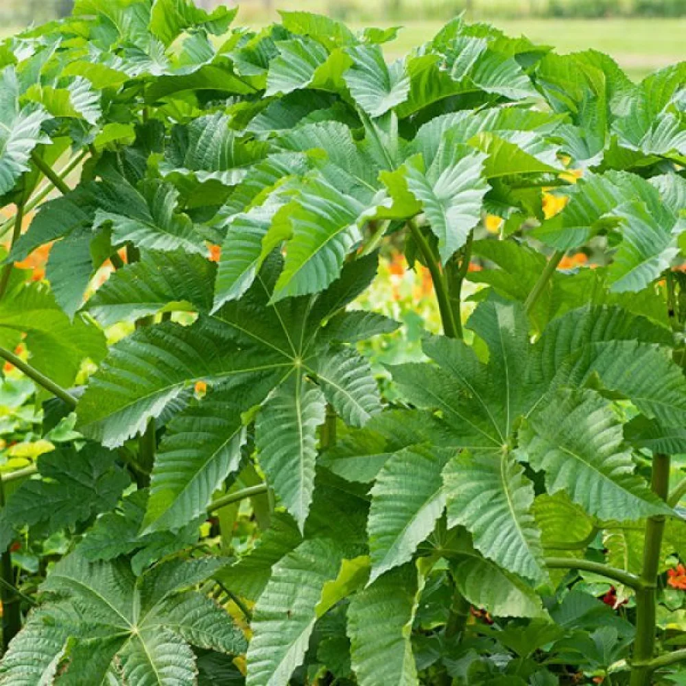 Risiini 'Zanzibariensis'