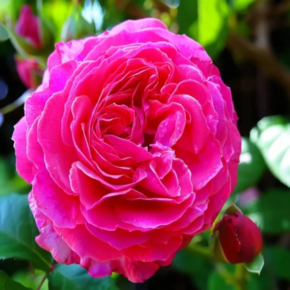 Ruusu 'Burgundy Pearl'