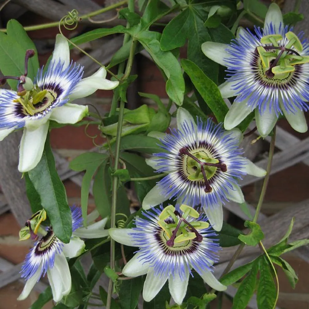 Passiokukka Passiflora caerulea – sininen