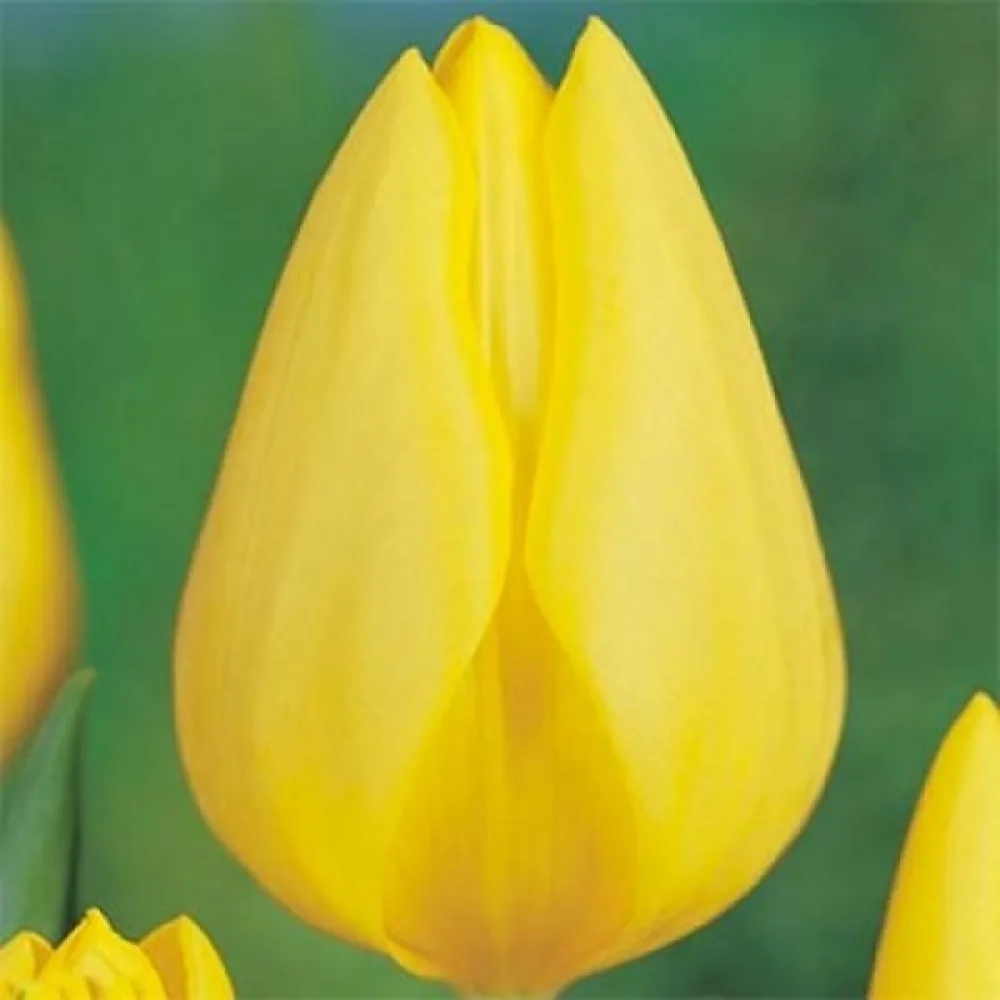 Tulppaani 'Friendship 1998'