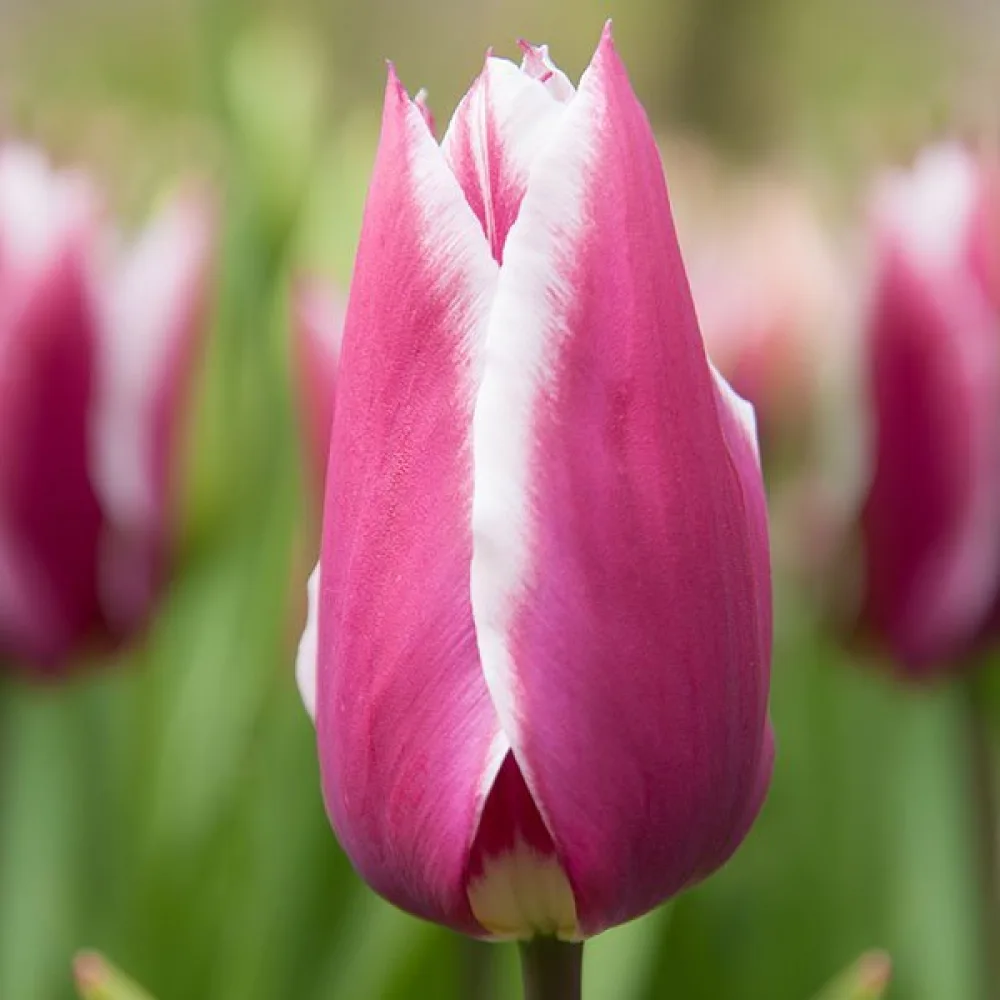 Tulppaani 'Claudia'