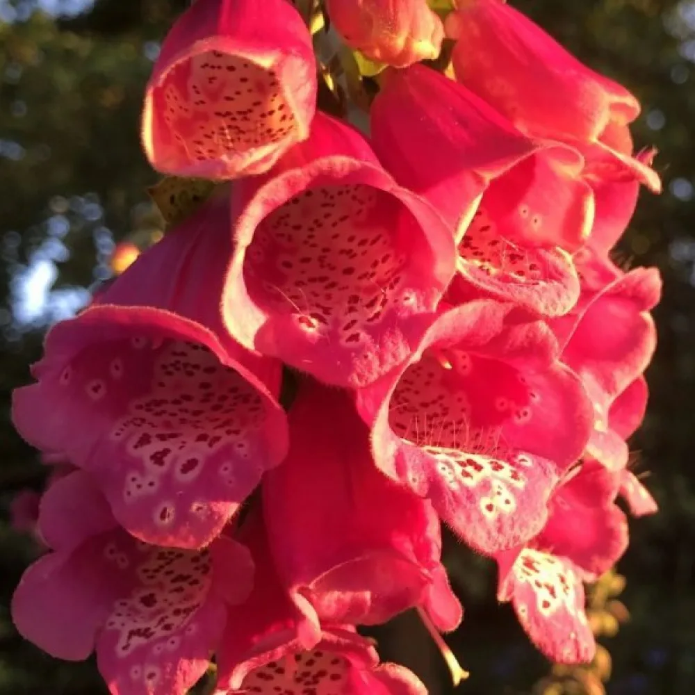 Sormustinkukka 'Dwarf Red'