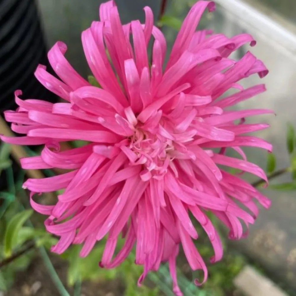 Kesäasteri 'Ostrich Plume' roosa