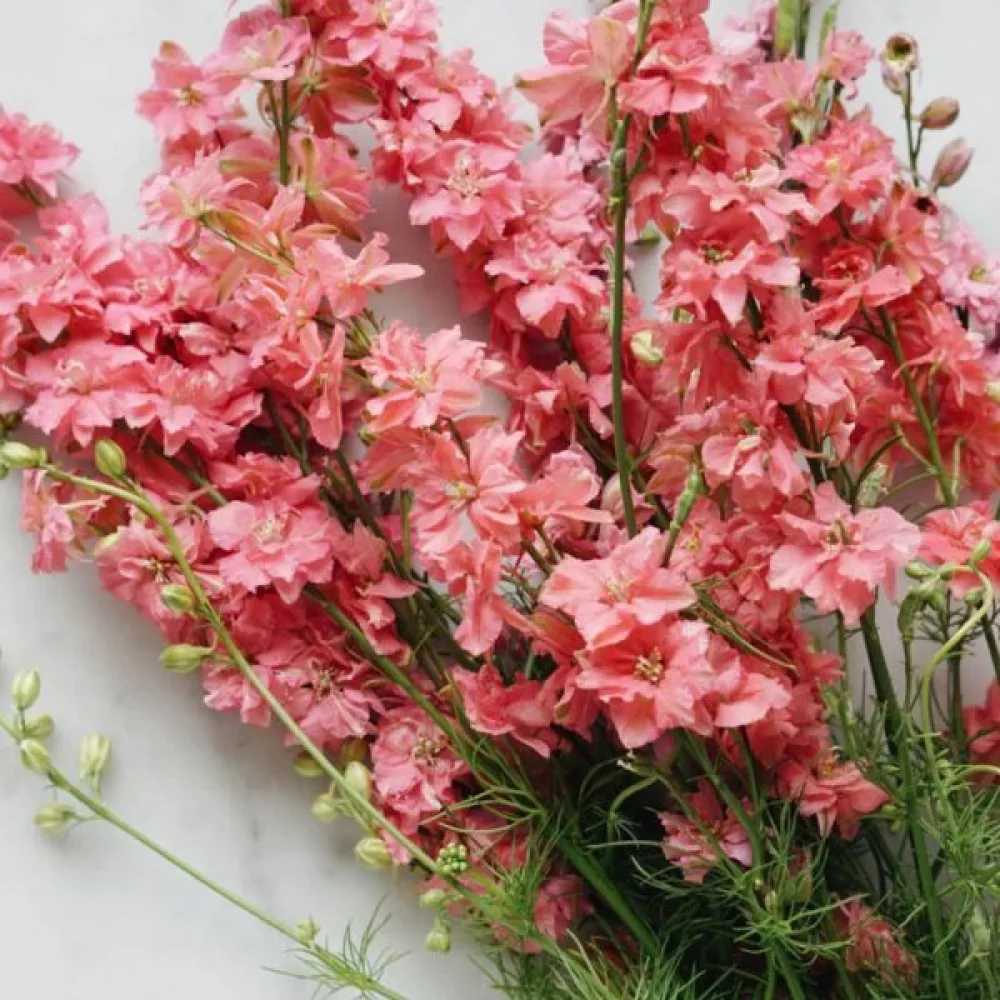 Kesäkukonkannus 'Salmon Beauty' – lohenpunainen