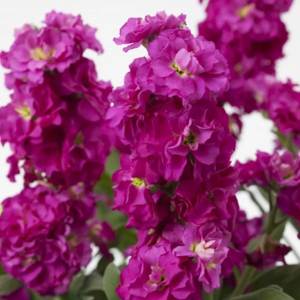 Kesäleukoija Matthiola incana, vaaleanpunainen