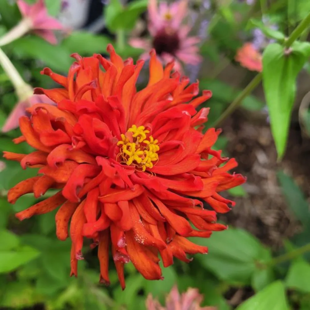 Tsinnia 'Red Man'