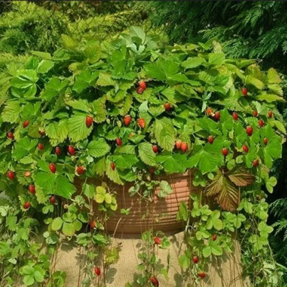 Kuukausimansikka 'Attila'