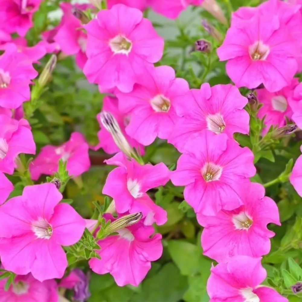 Tarhapetunia 'Rose of Heaven'