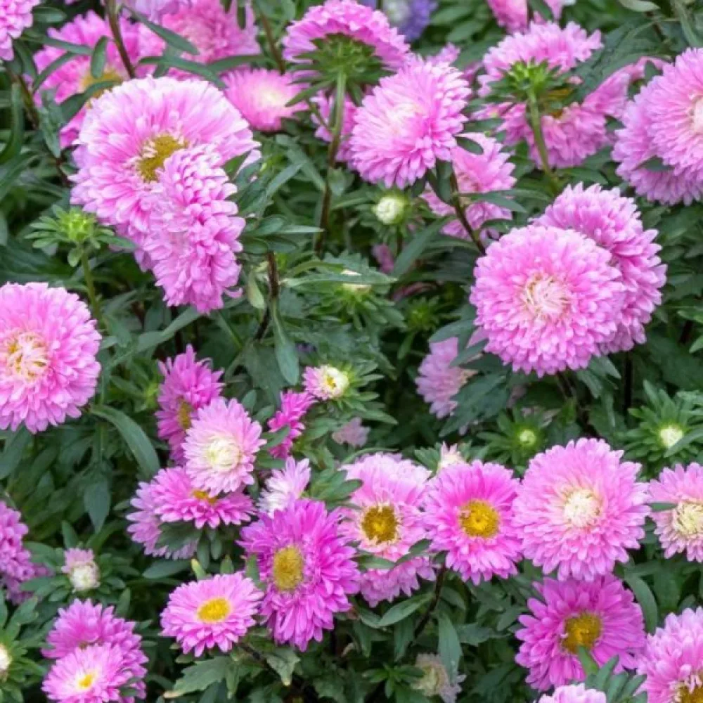 Kesäasteri 'Baronesse' – roosa